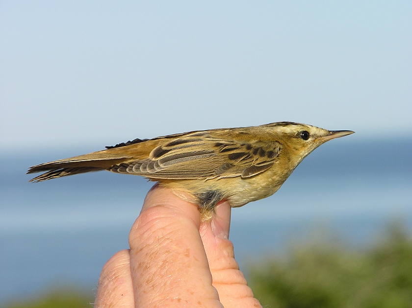 Sedge Warbler, Sundre 20080731